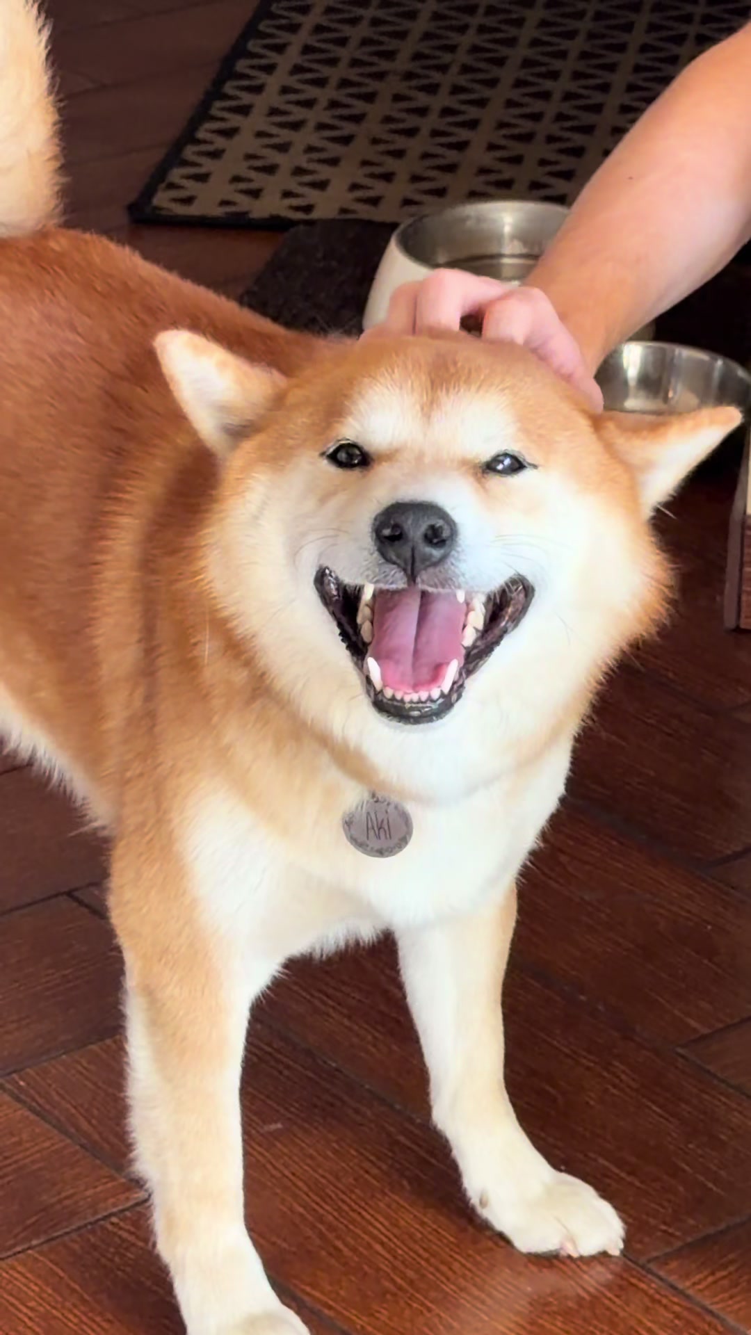 @Shiba GoNanKaiho hodowla FCI