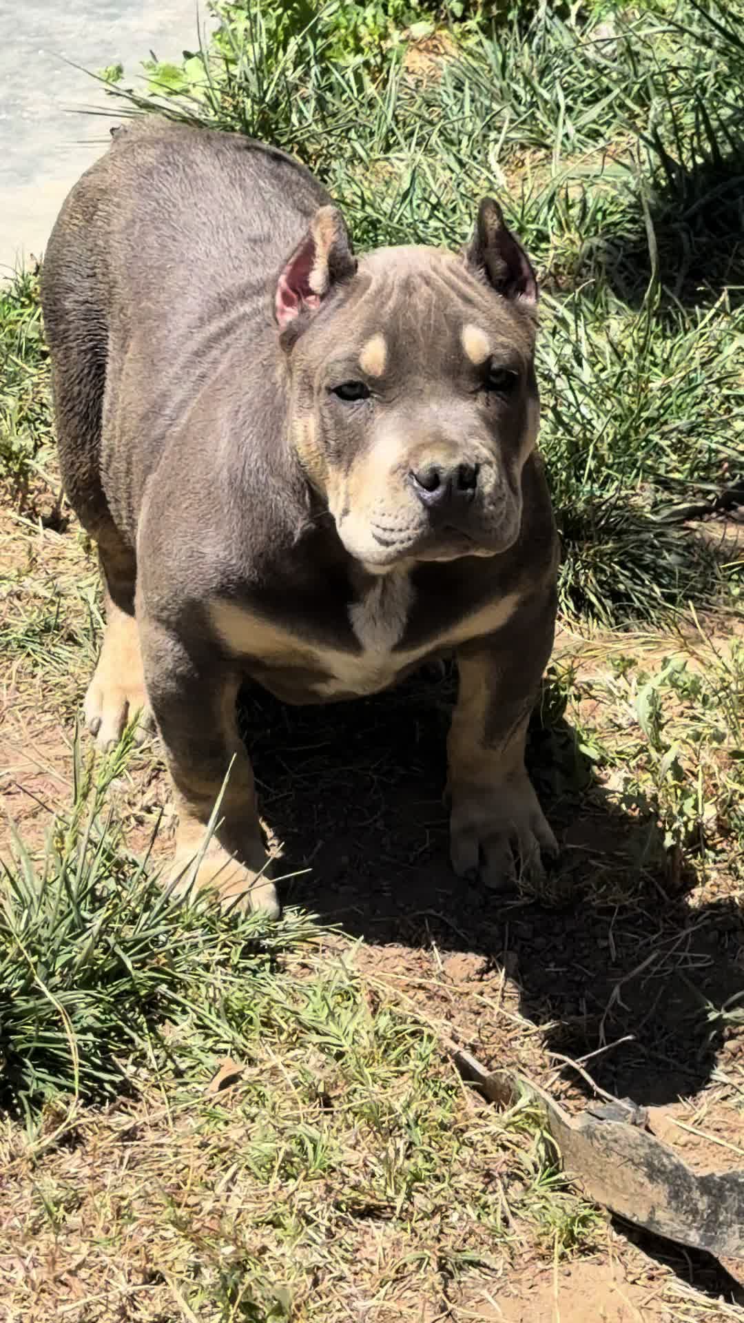 @@Dublinekennels