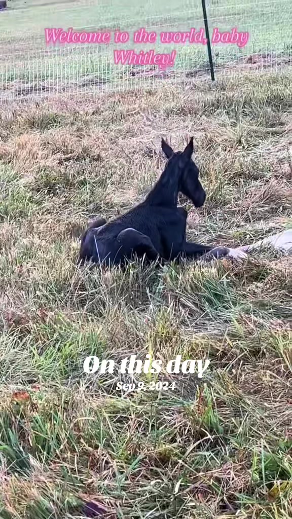 @EightyDollarStables