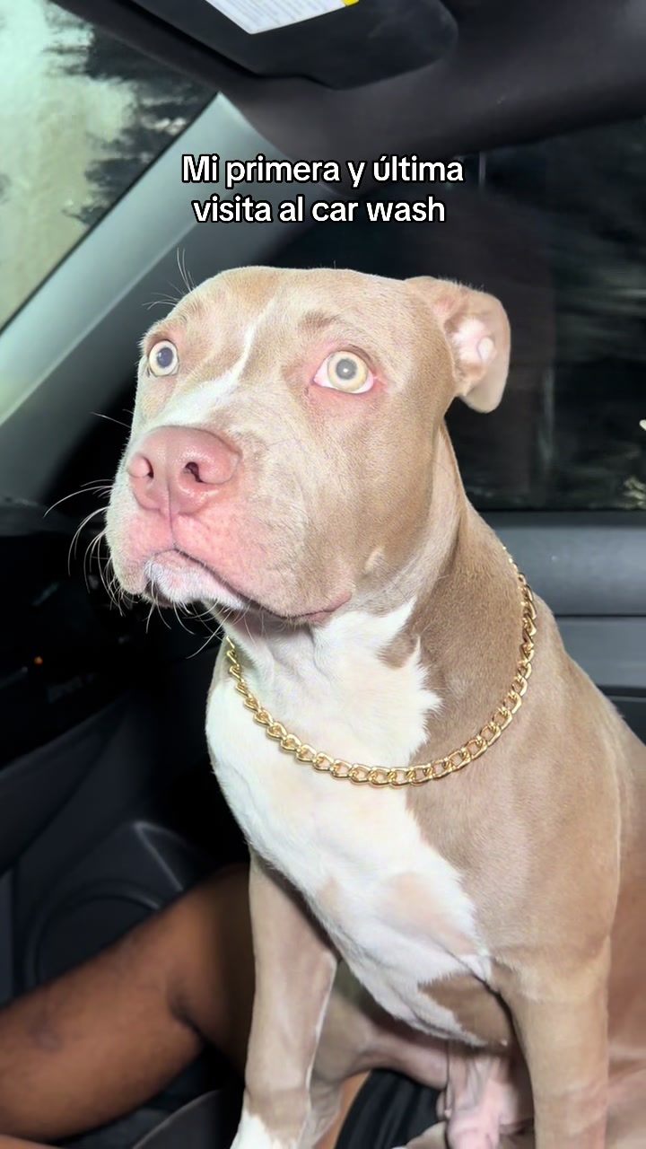 @Thor El Pitbull