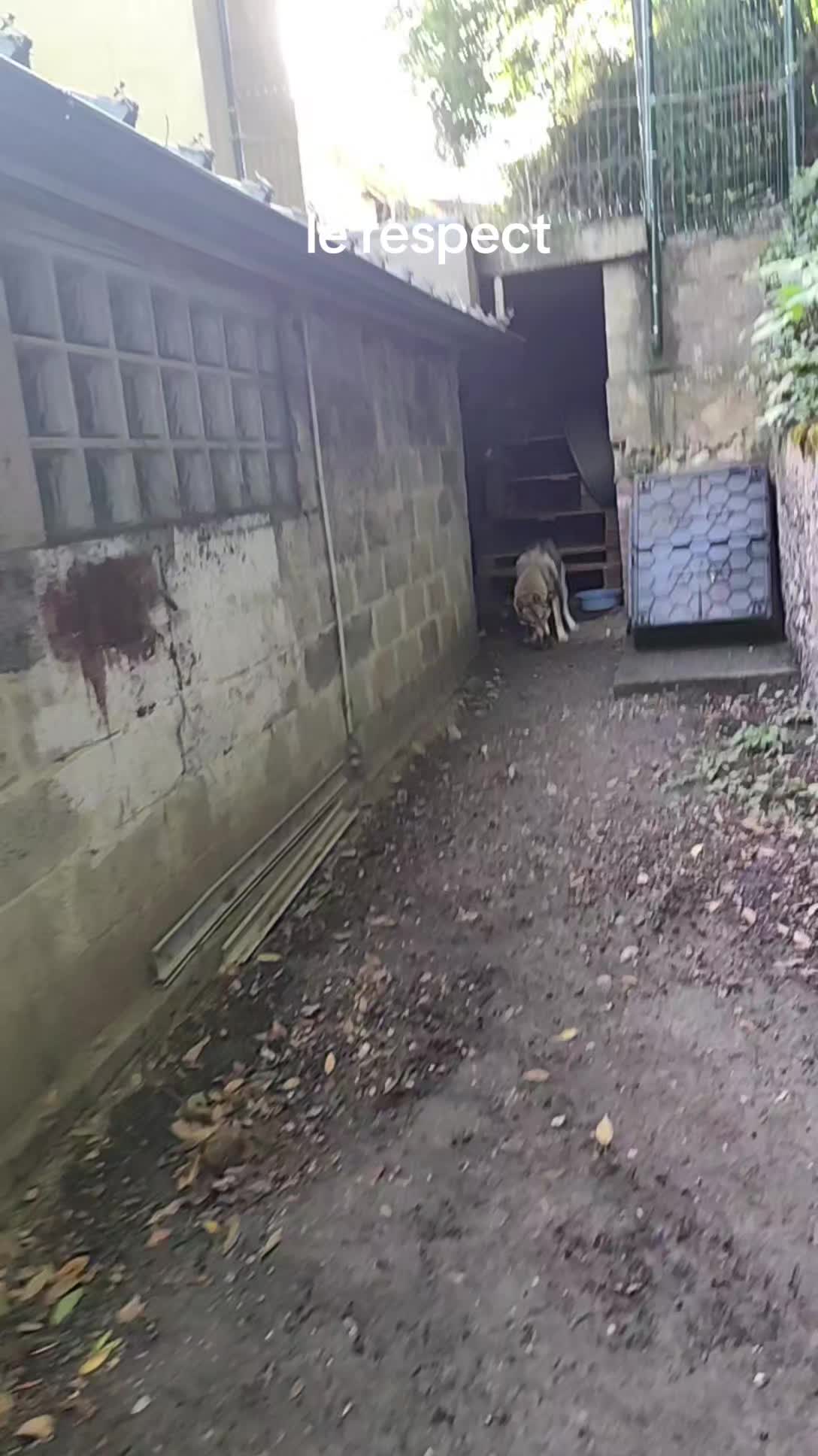 @🐺🐺❤
