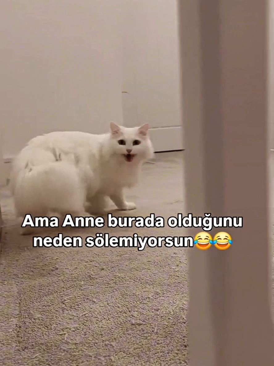 @62🌜🅰🎵_1907