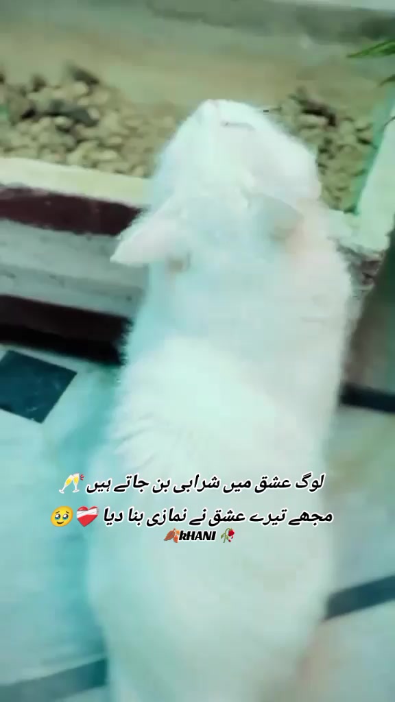 @🍂KHANI 🥀
