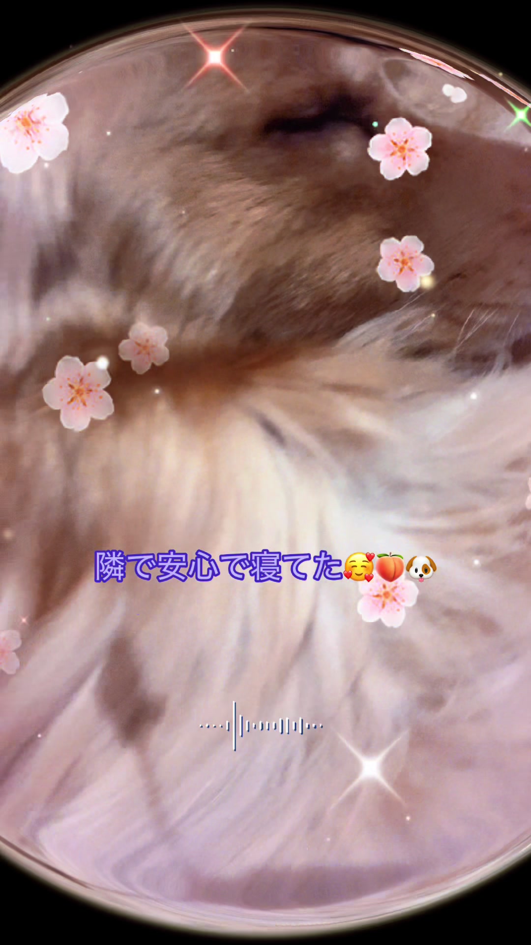 @ACIKA🇯🇵🇲🇨MOMO🍑🐶
