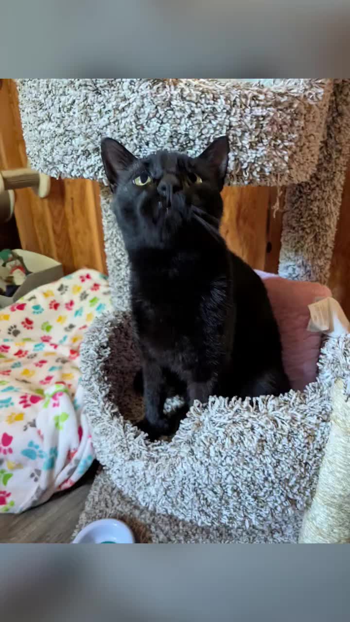 @The Ultimate Catio Life