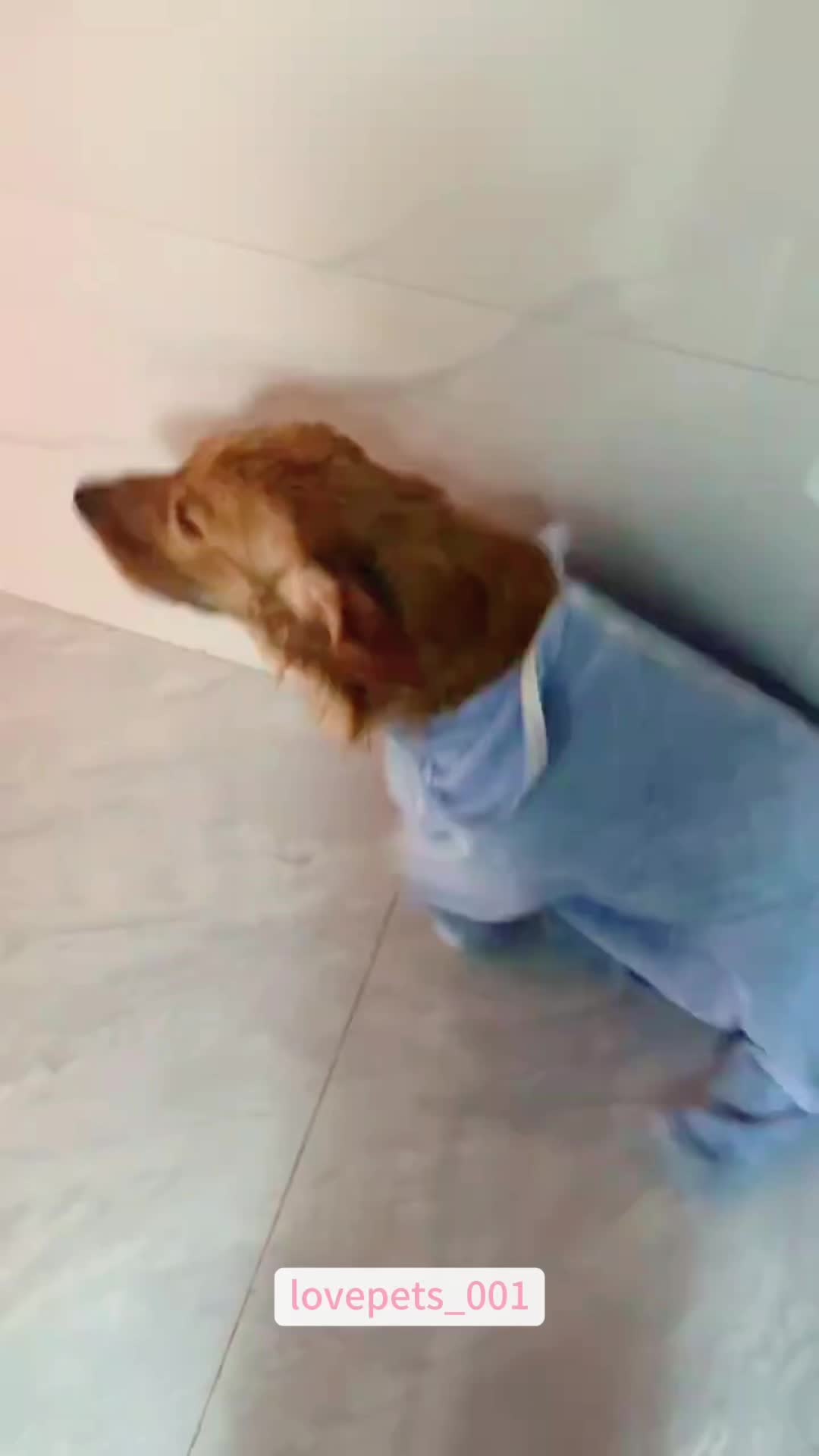 @lovepets_001