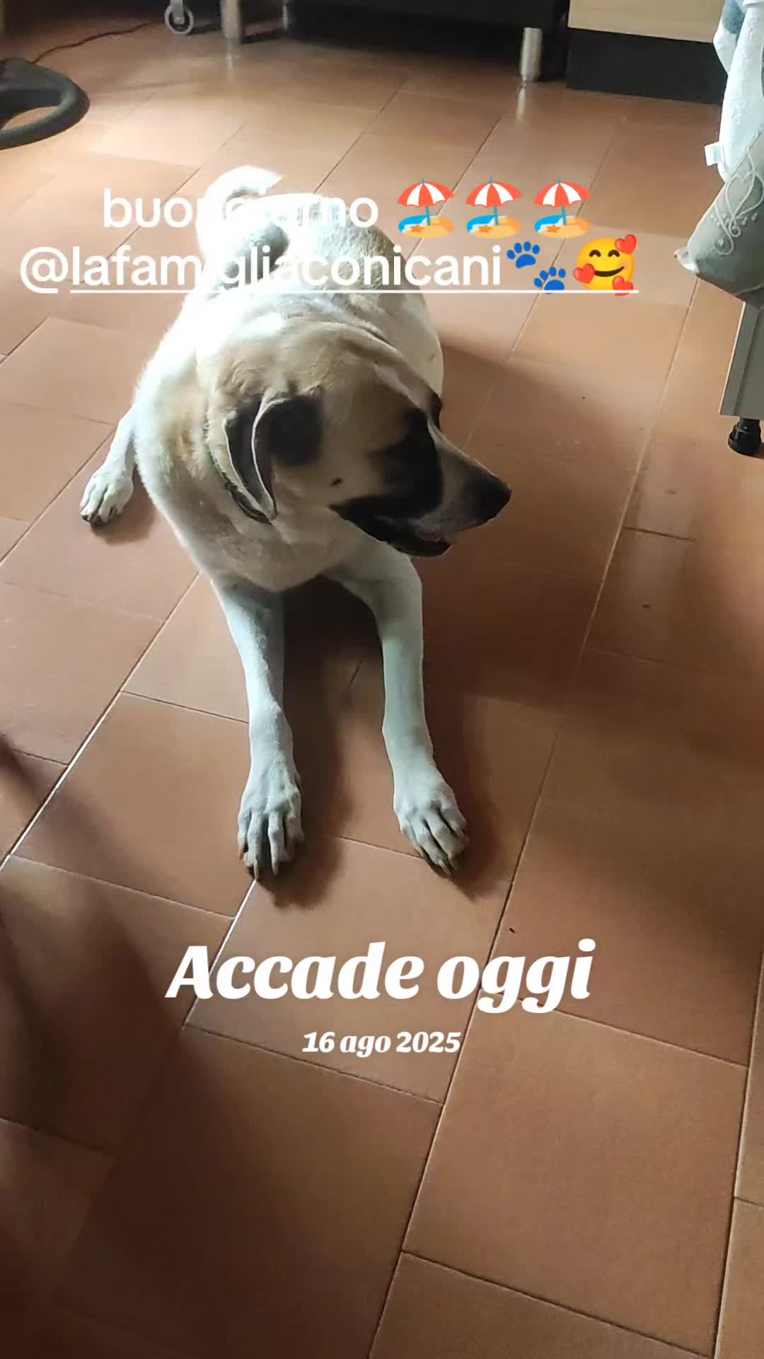 @la famiglia con i cani 🐾🥰
