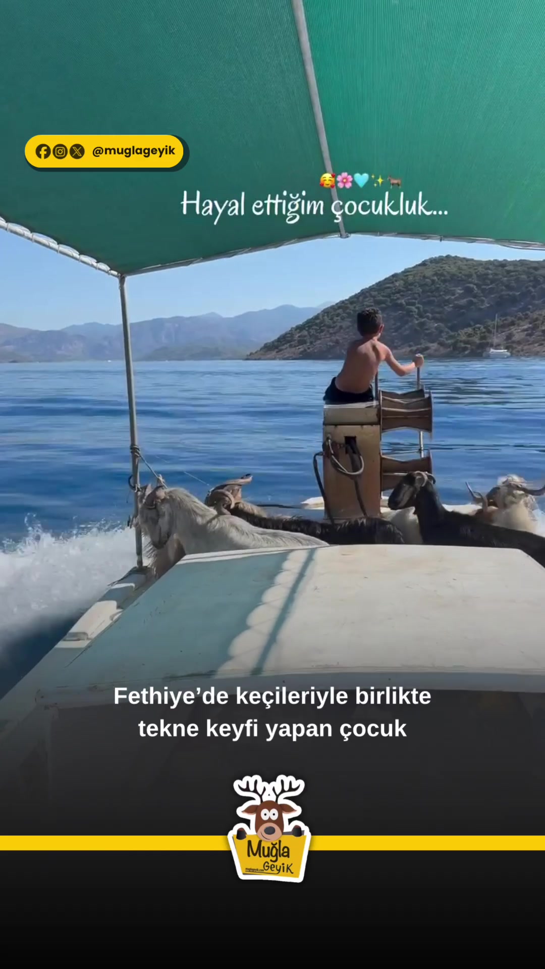 @Muğla Geyik
