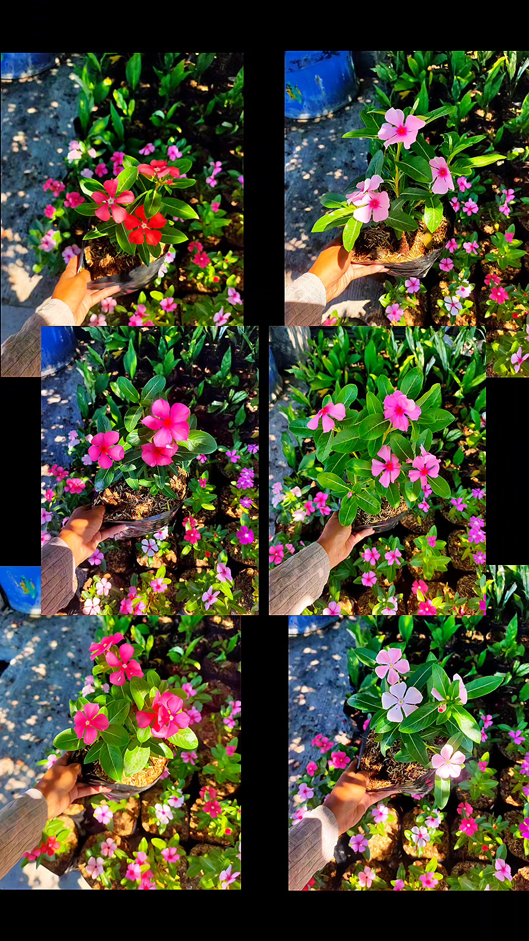 @Beautiful Garden of Eve