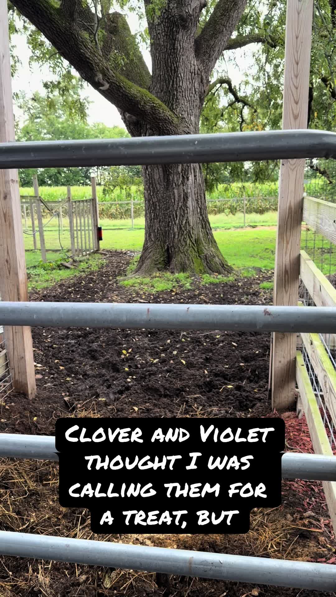 @Kitzman’s Farm Sanctuary
