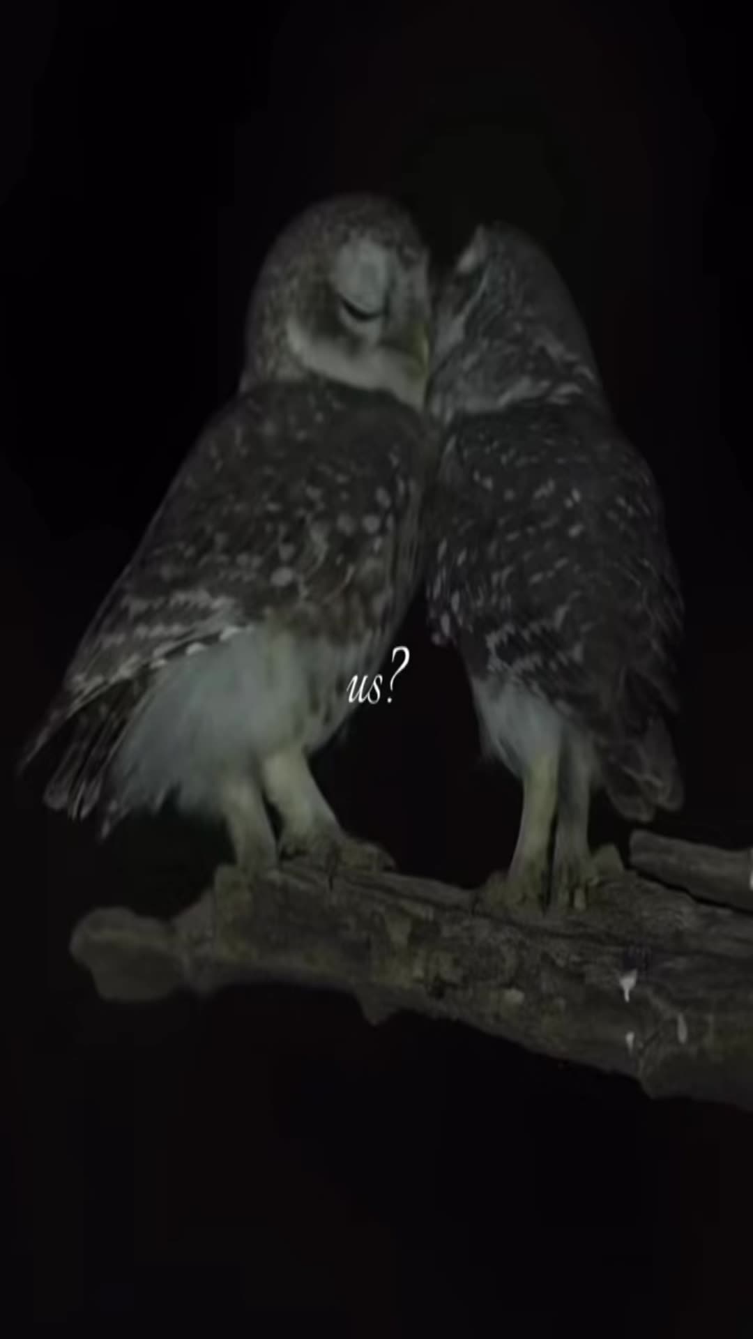 @ִֶָ. ..𓂃 ࣪ ִֶָ🦇་༘࿐