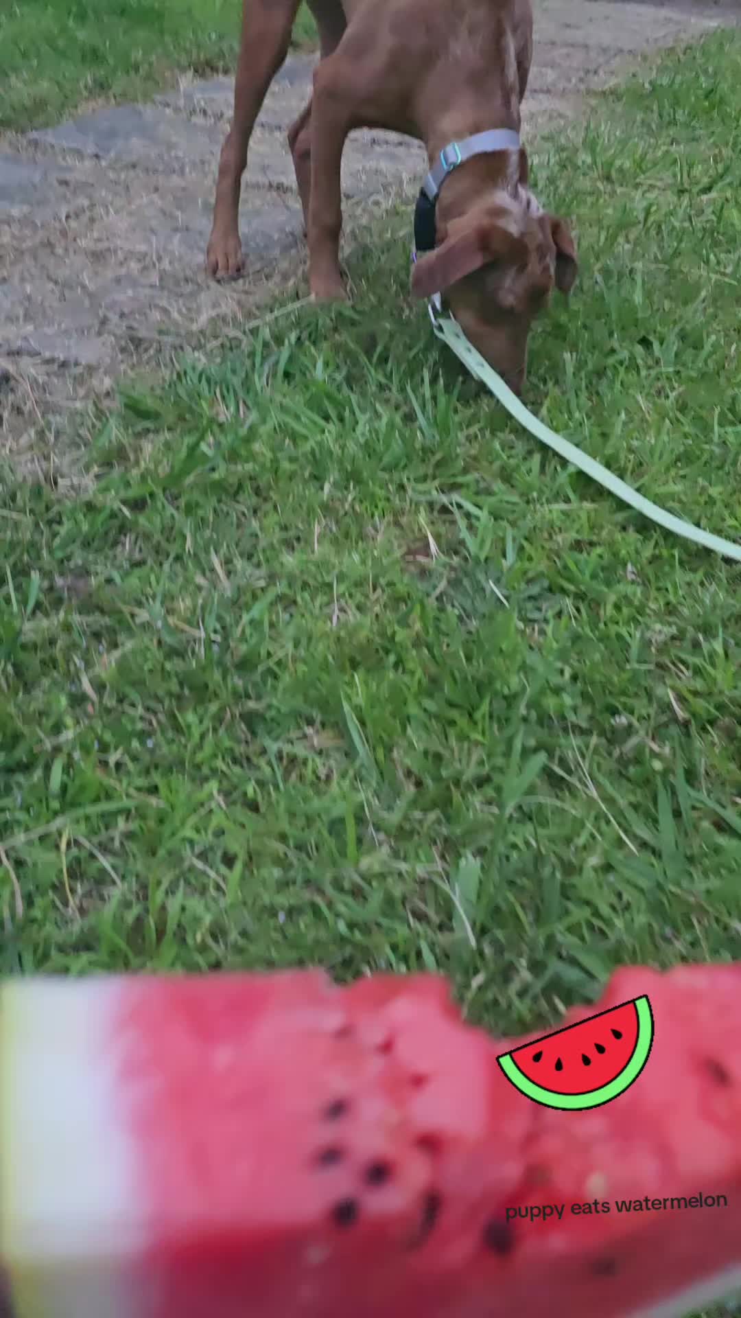 @Jasper_The_Dobiehoula
