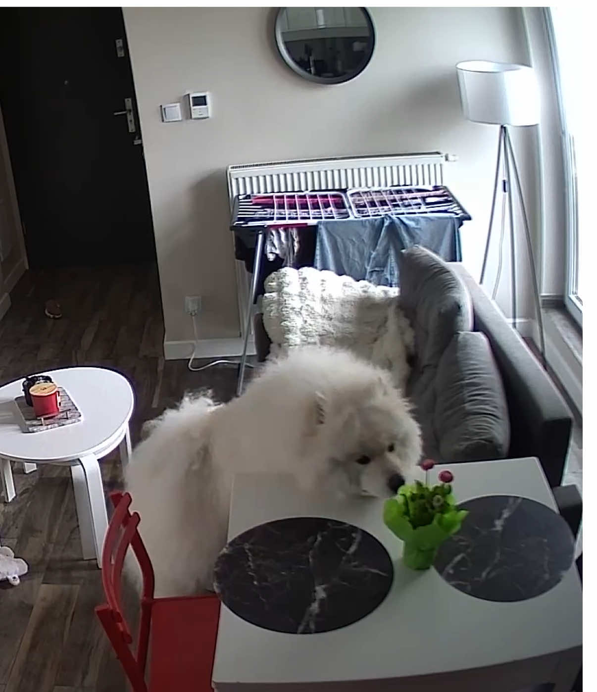 @Samoyed.Kokos