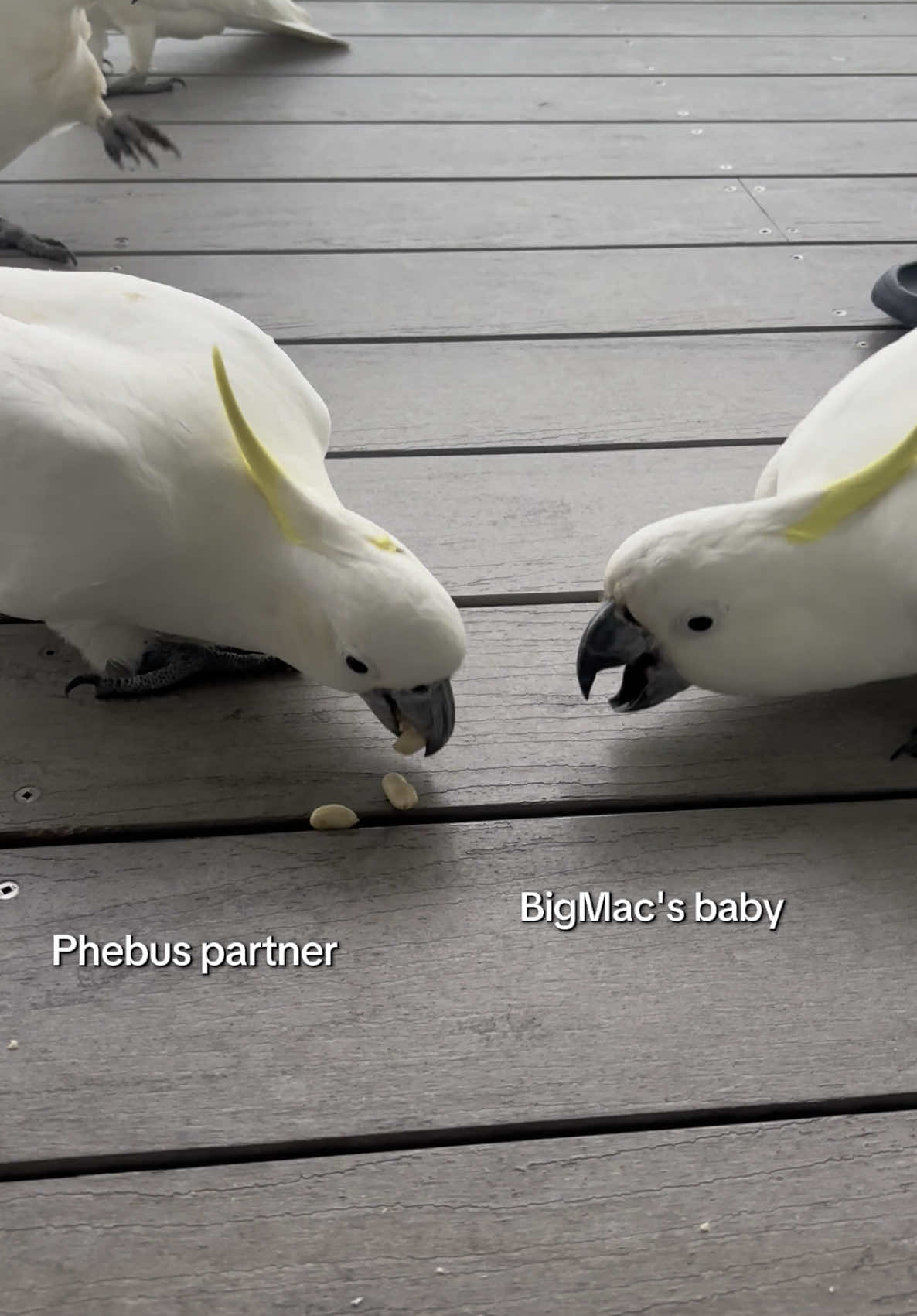 @aussie.cockatoo