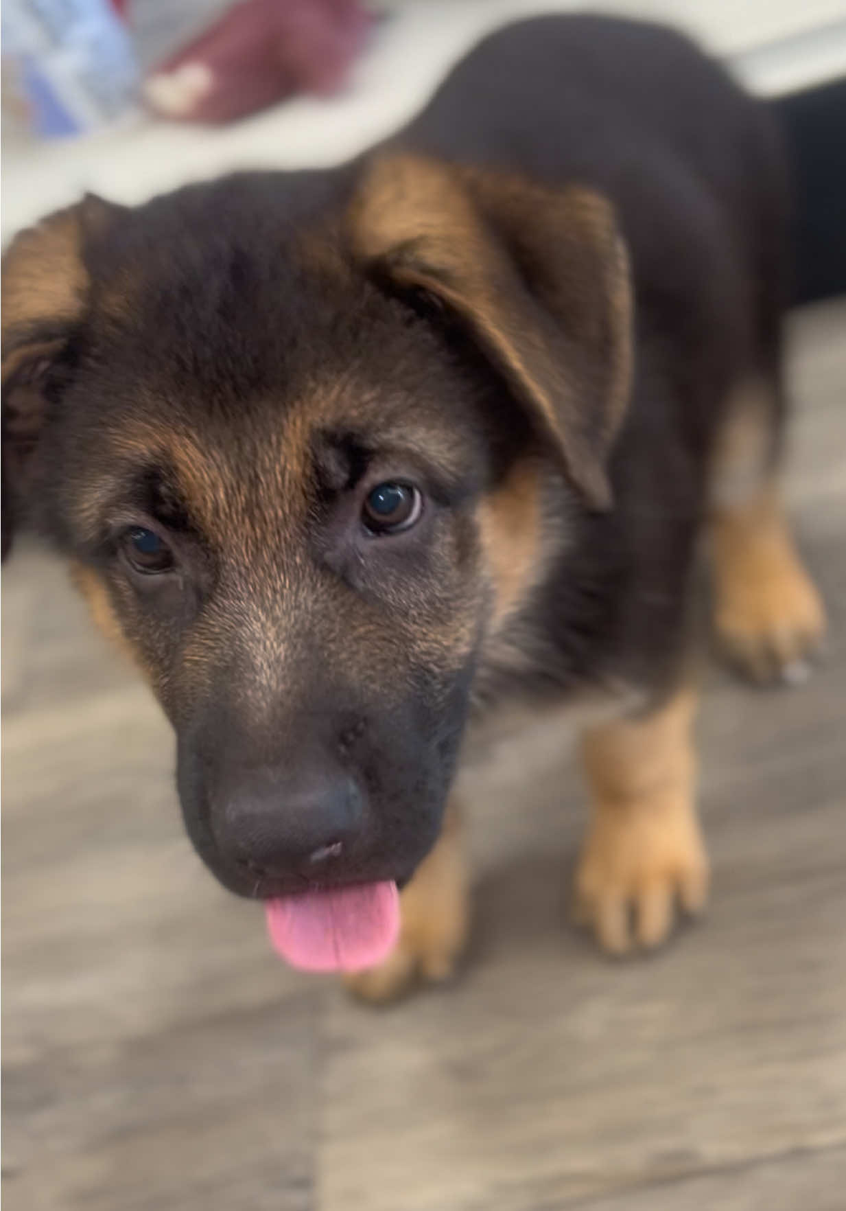 @Petland Oklahoma City