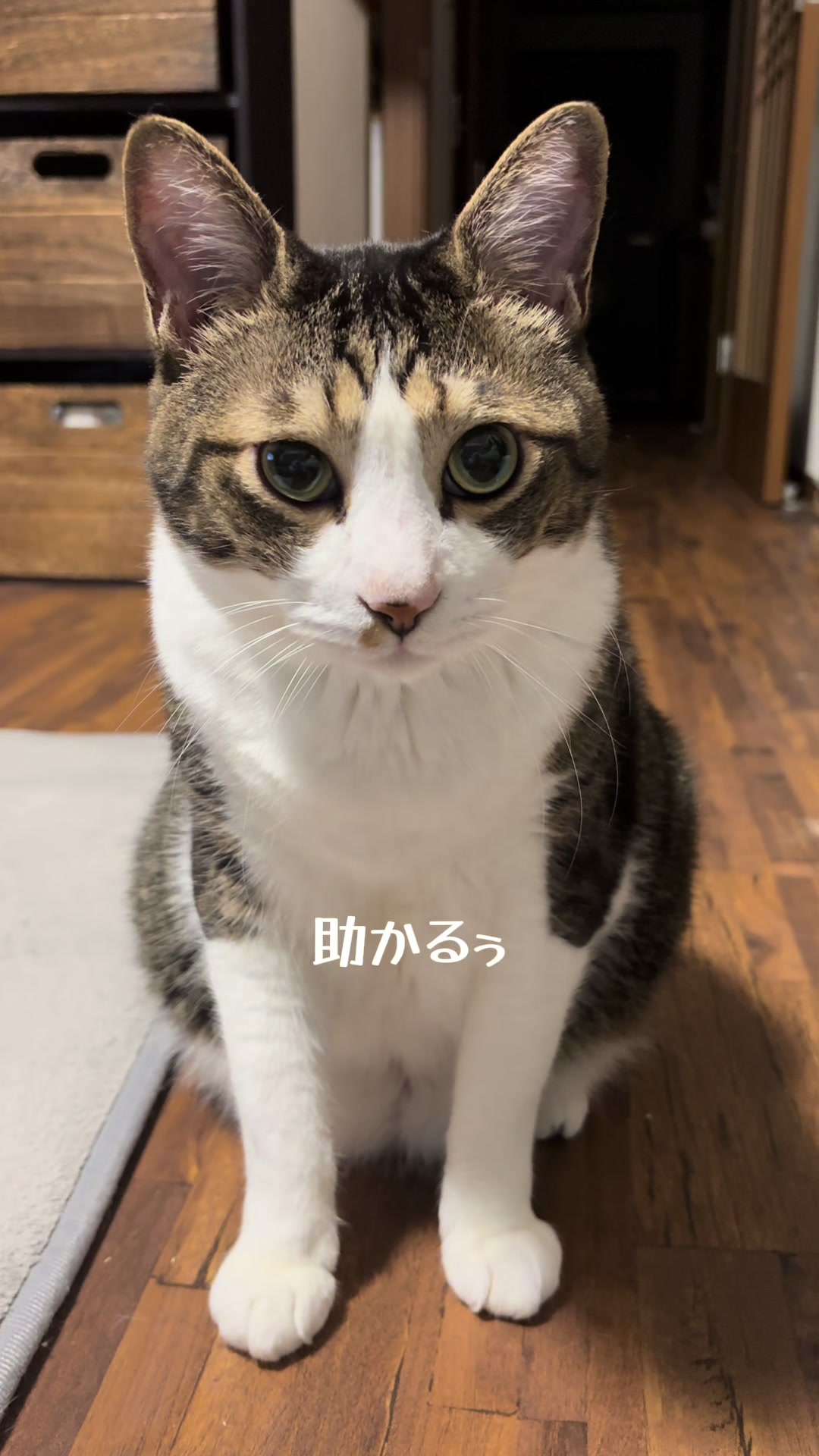 @シチサン