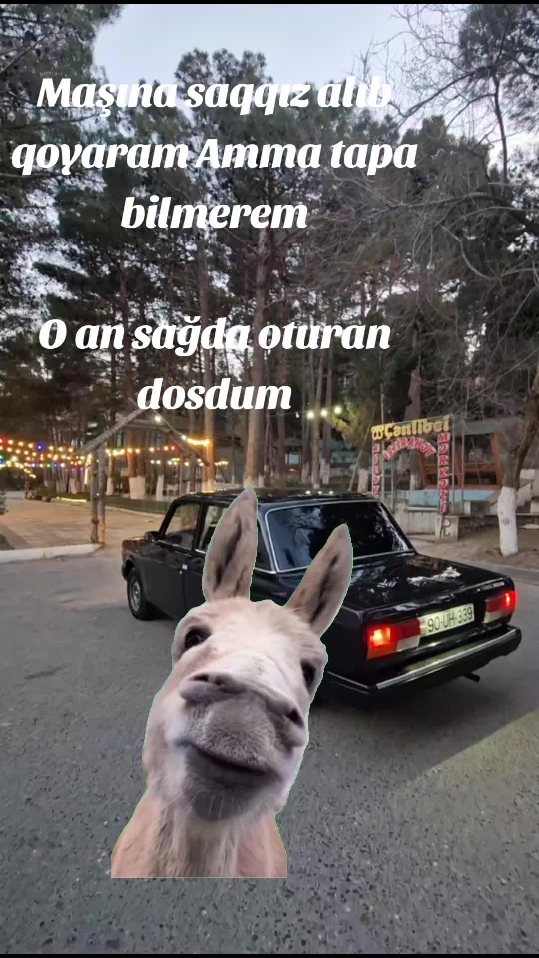 @axadov🐊