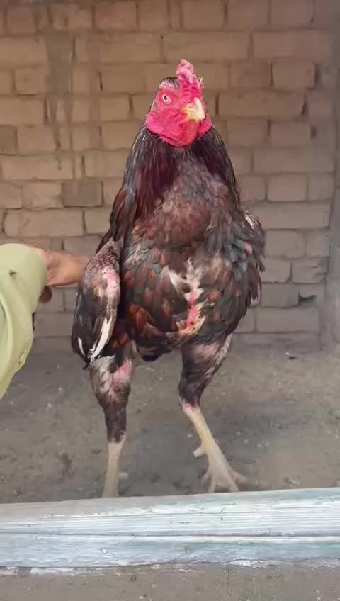 @old_aseel_bloodline_302