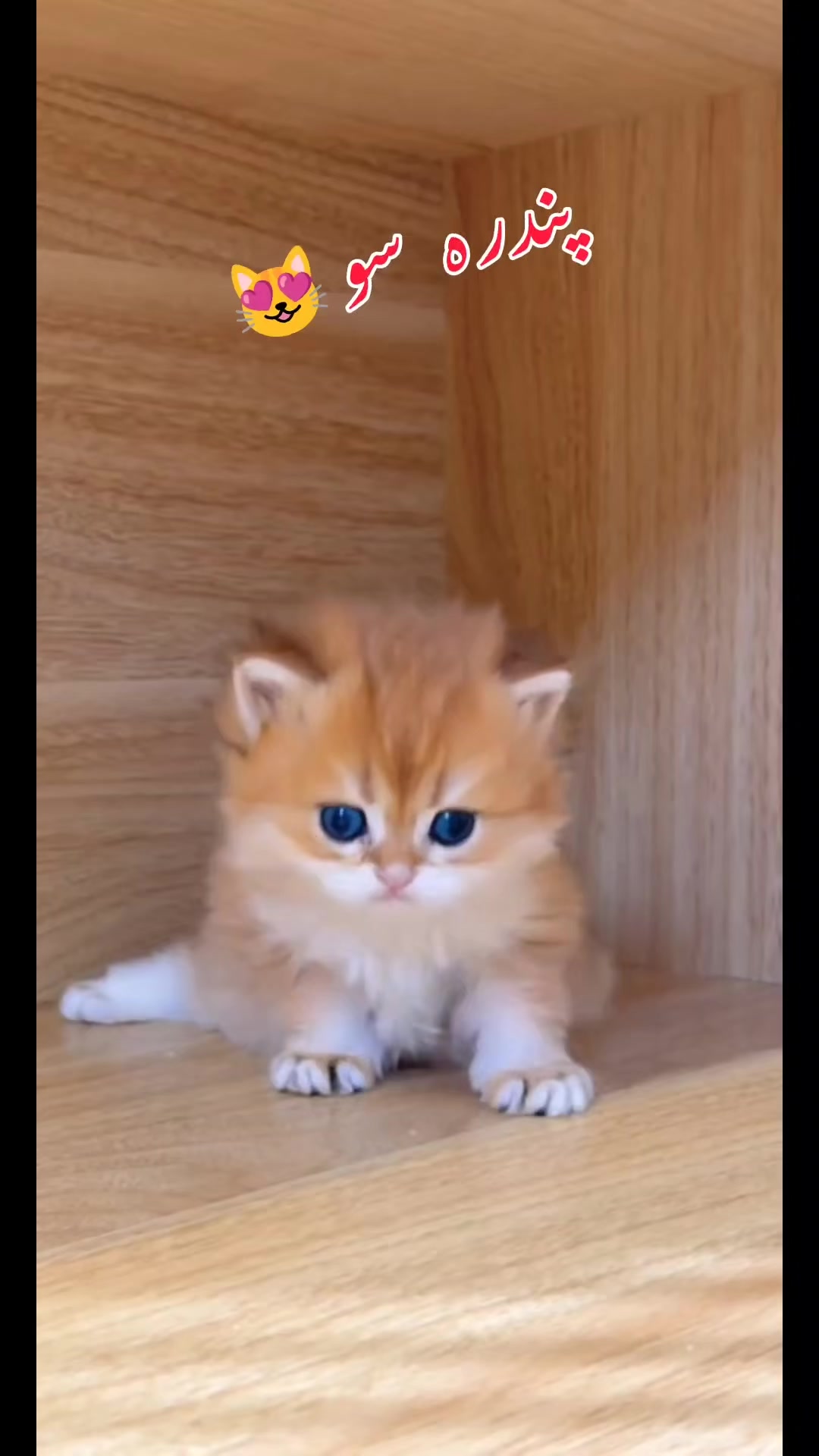@flower.pet.2