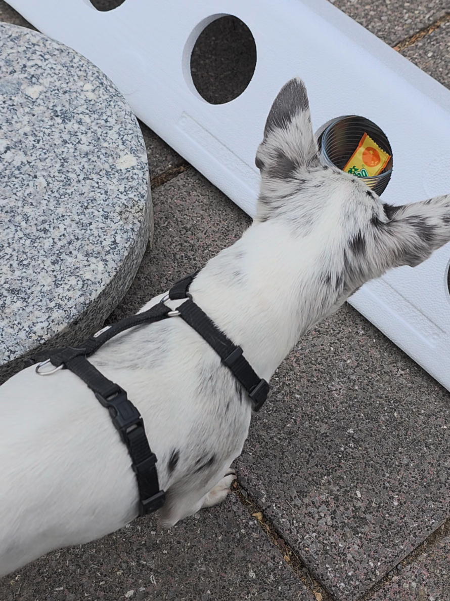 @Jerry_Coby_Chihuahua