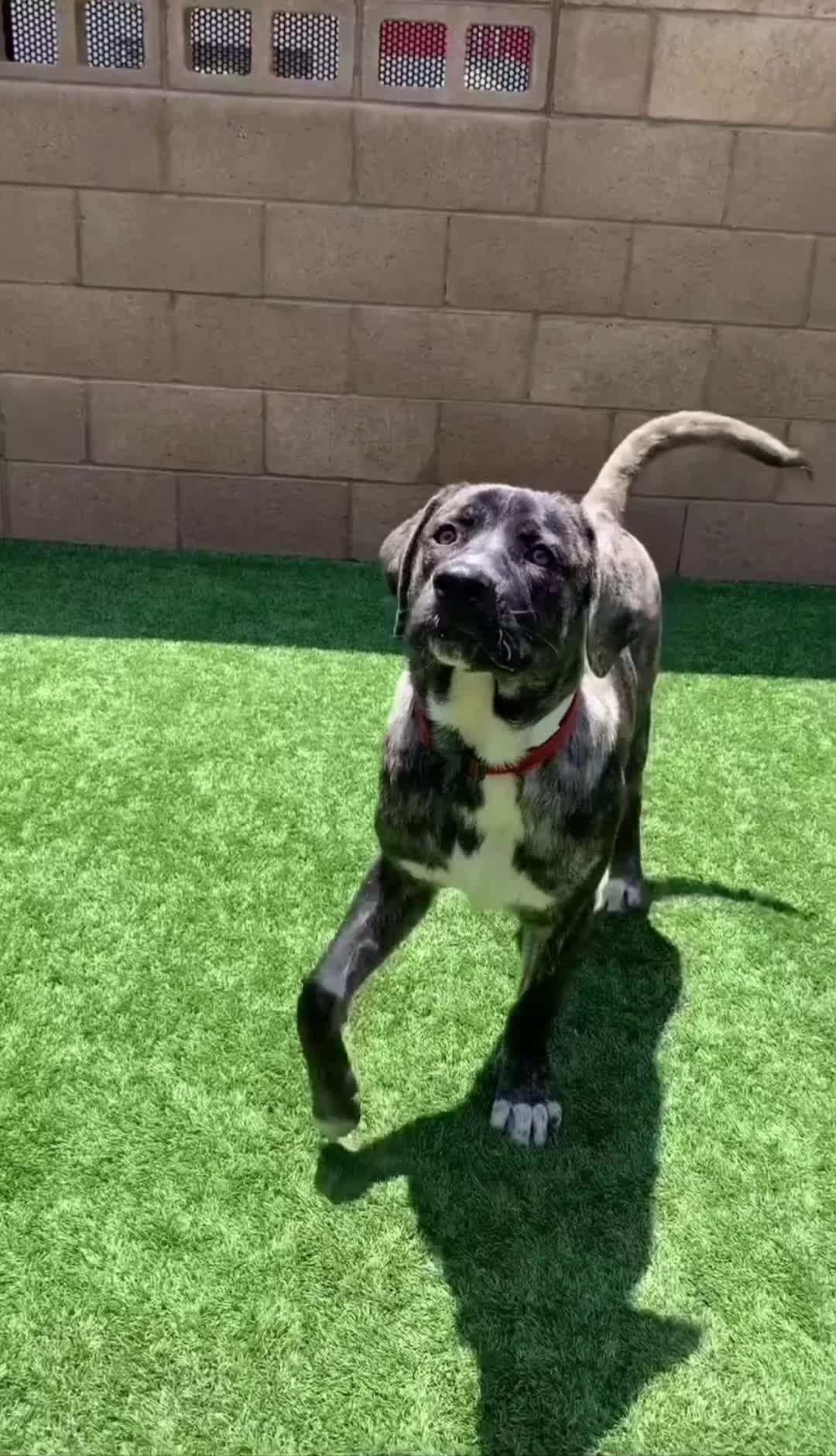 @Cane Corsos