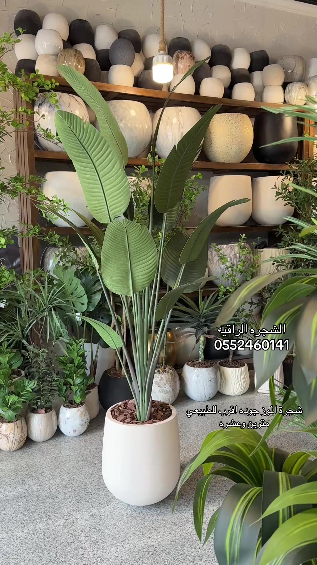 @الشجره الراقيه(زهور المملكه)🌴
