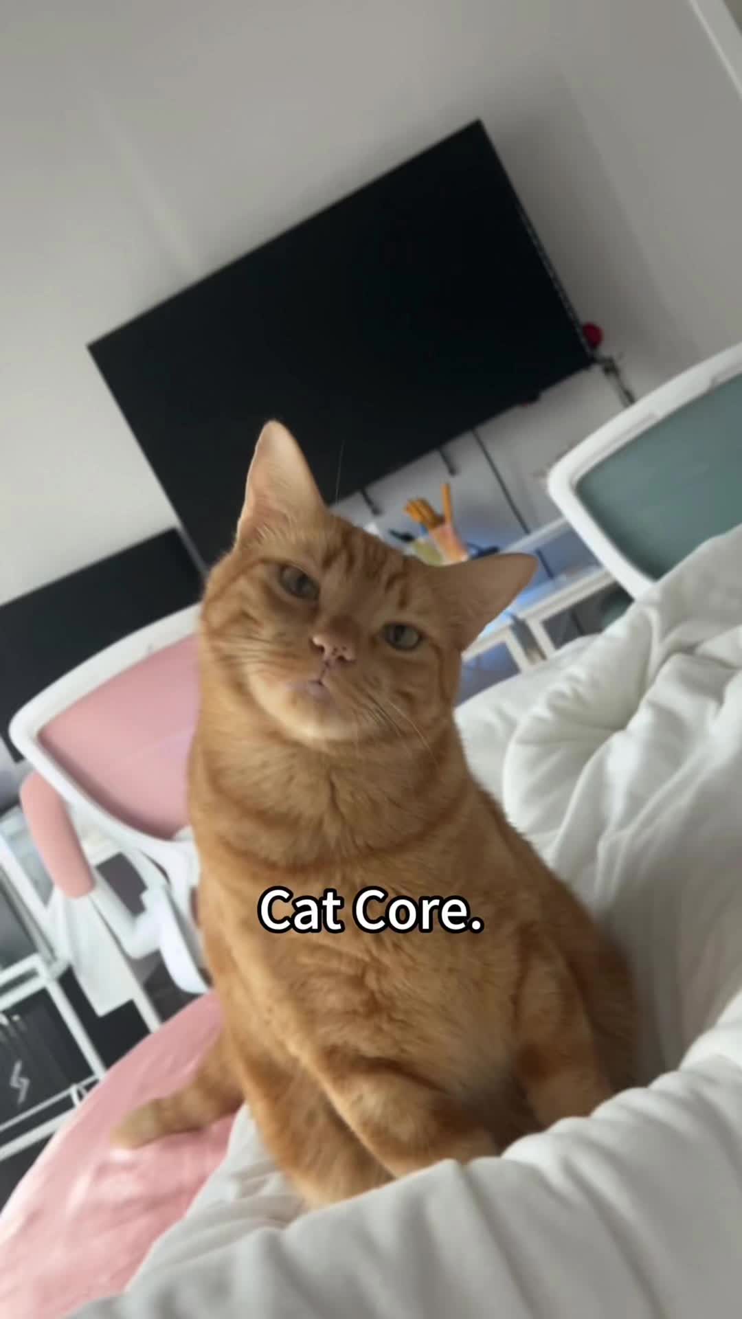 @Haha Humans