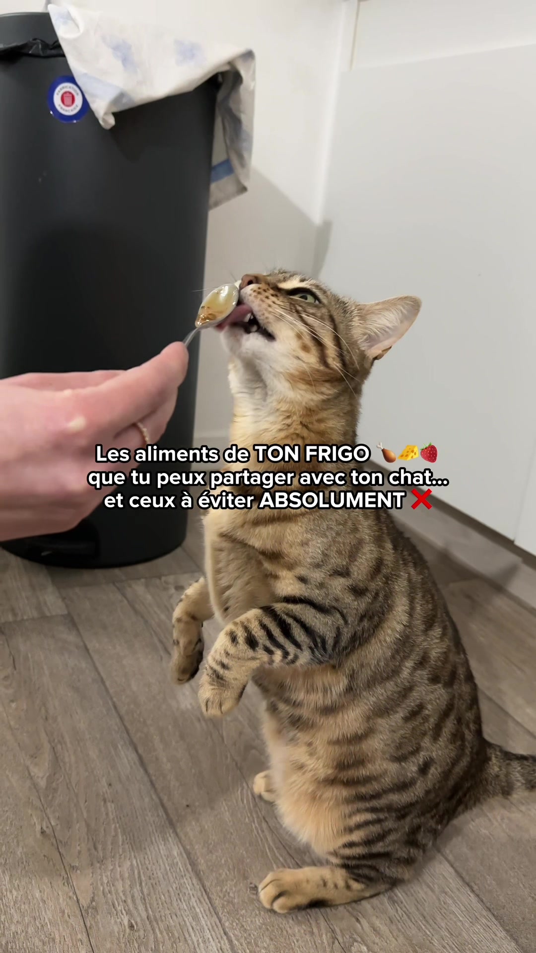 @Ricki the Bengal