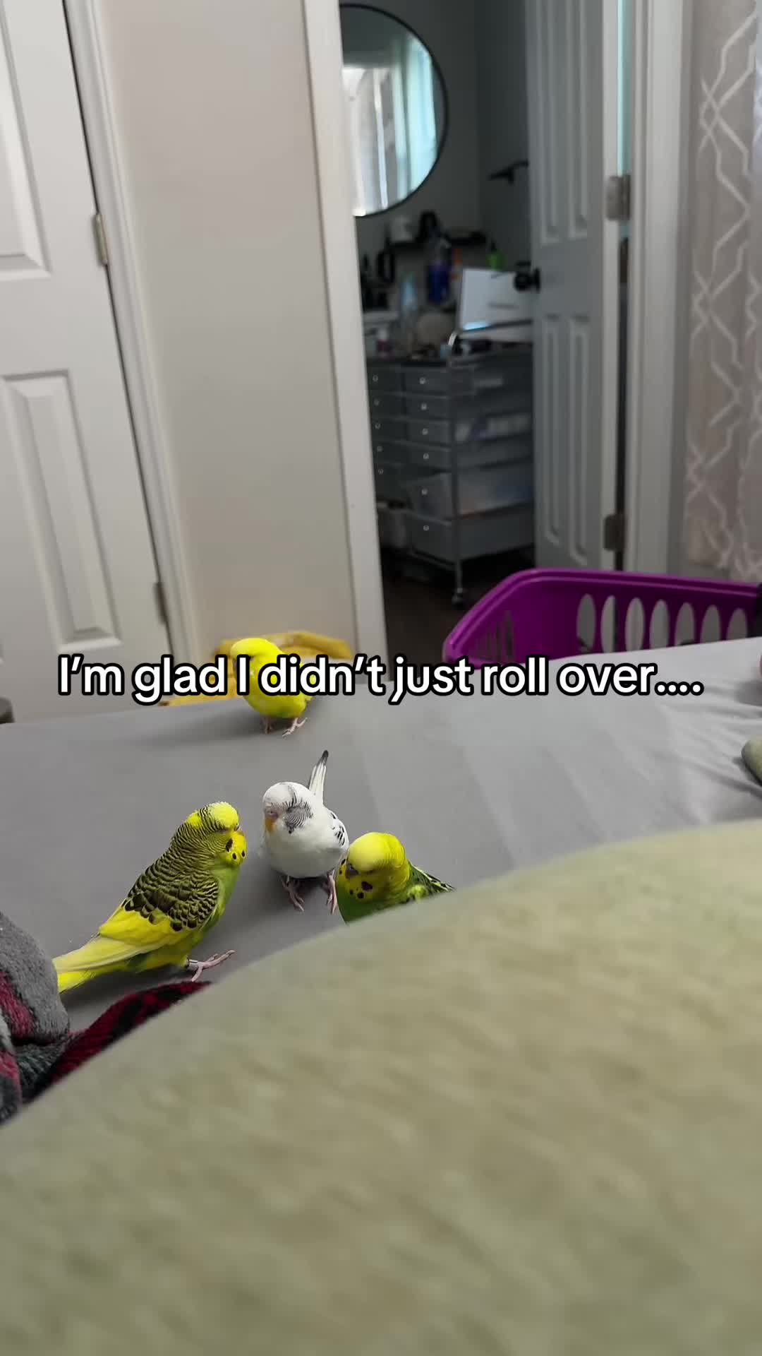 @PikaBoo & Friends 🦜