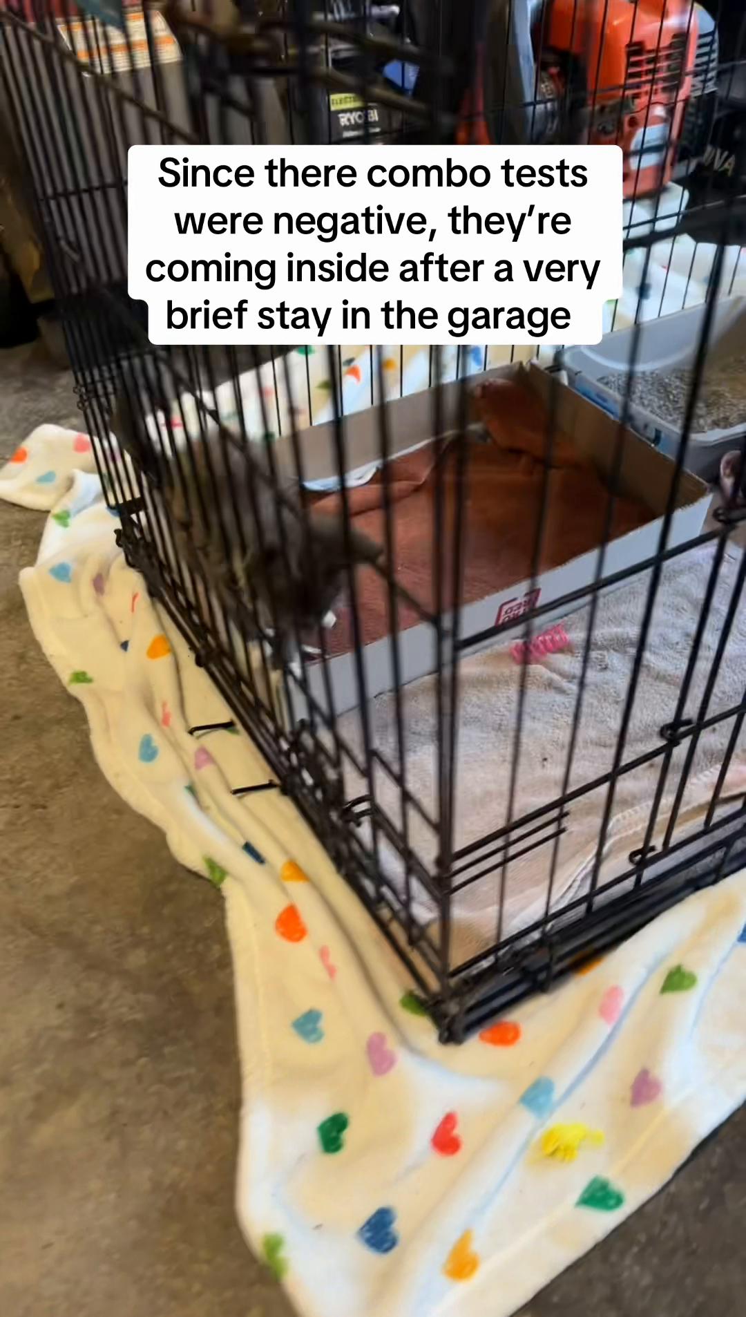 @Taylor & Cats 🐱