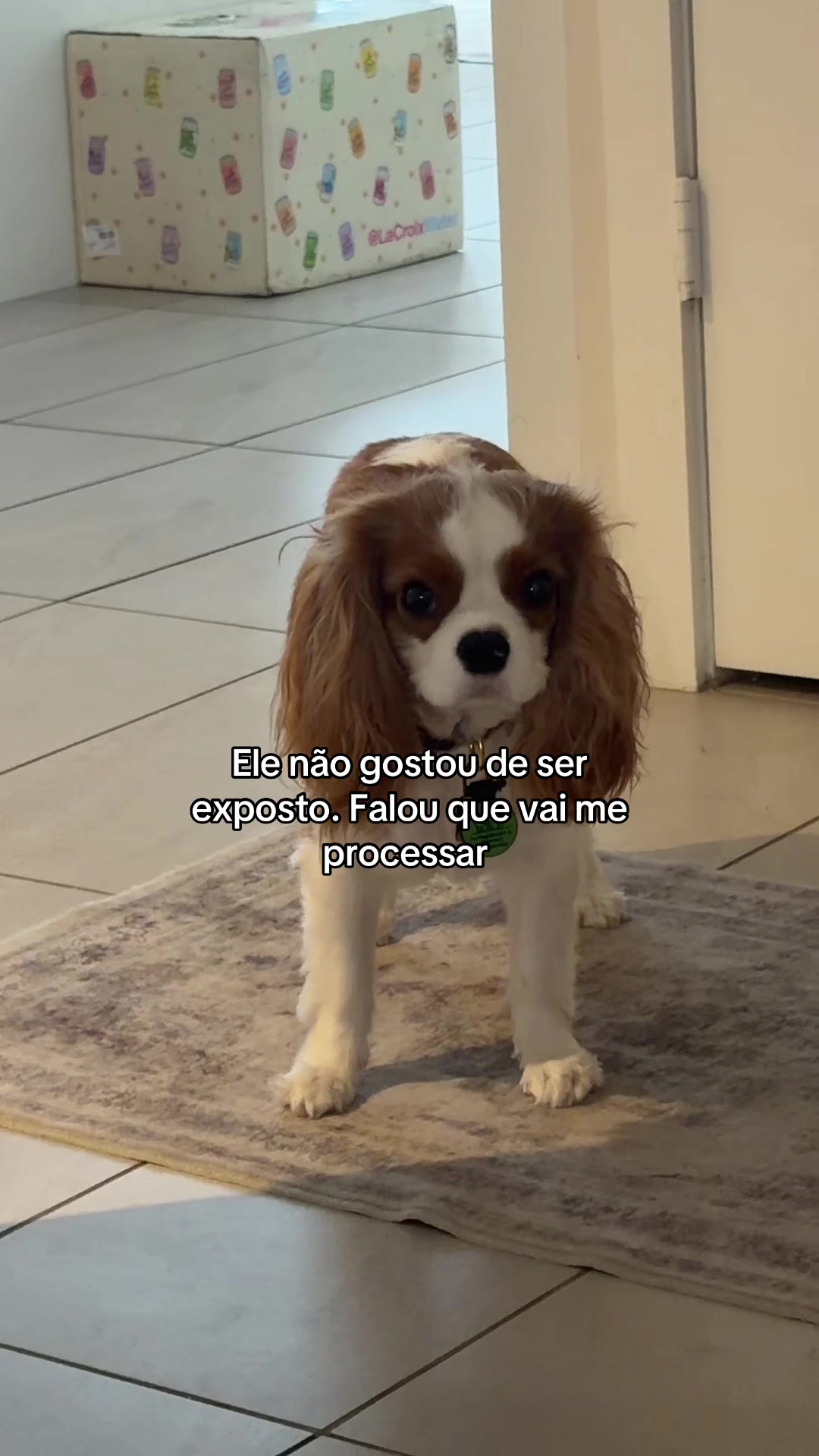 @Bruna Conce