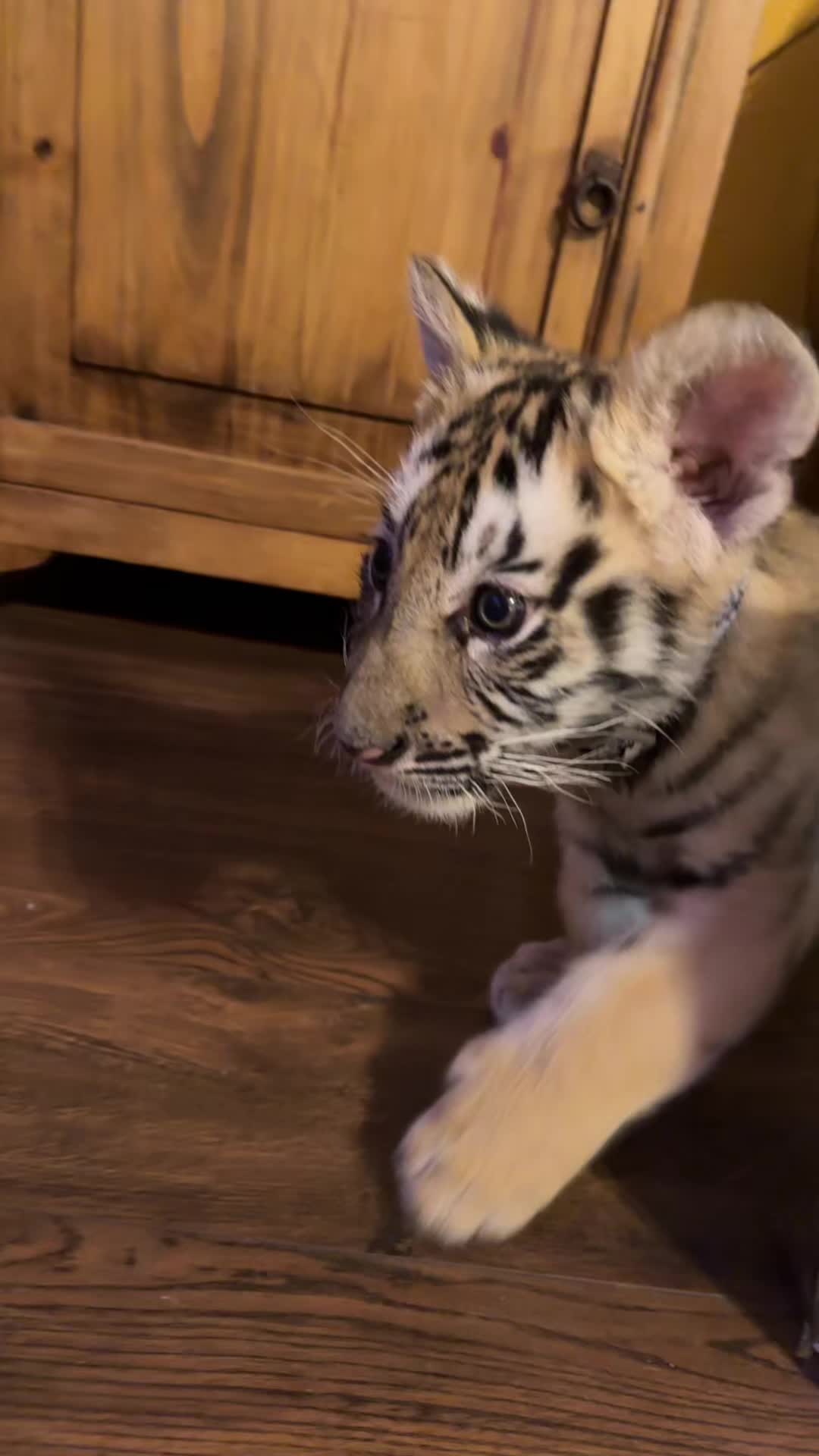 @Texas Wildlife Park