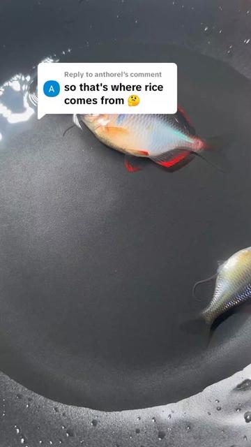 @Monsterfishkeeper