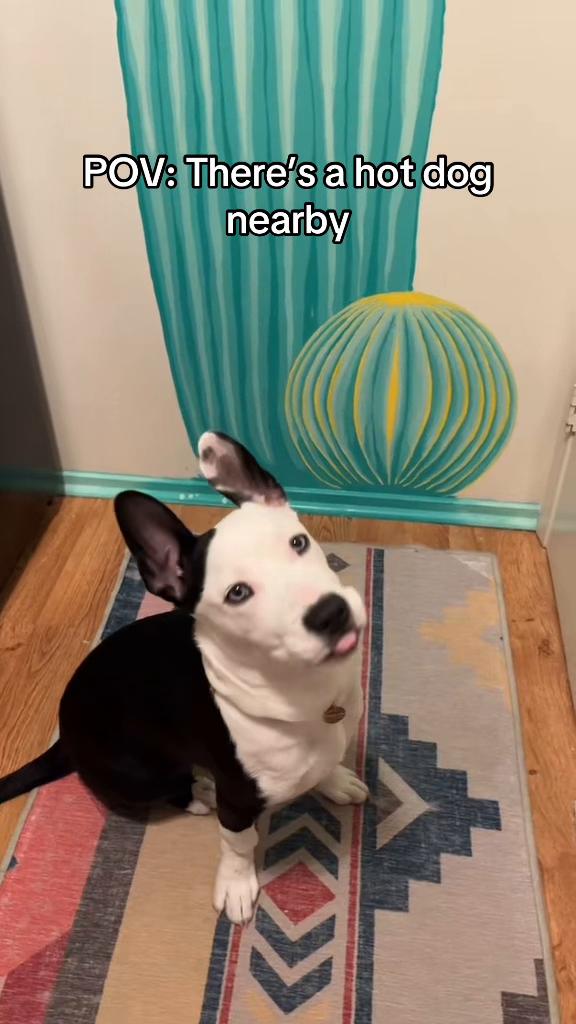 @Puppy named Poet