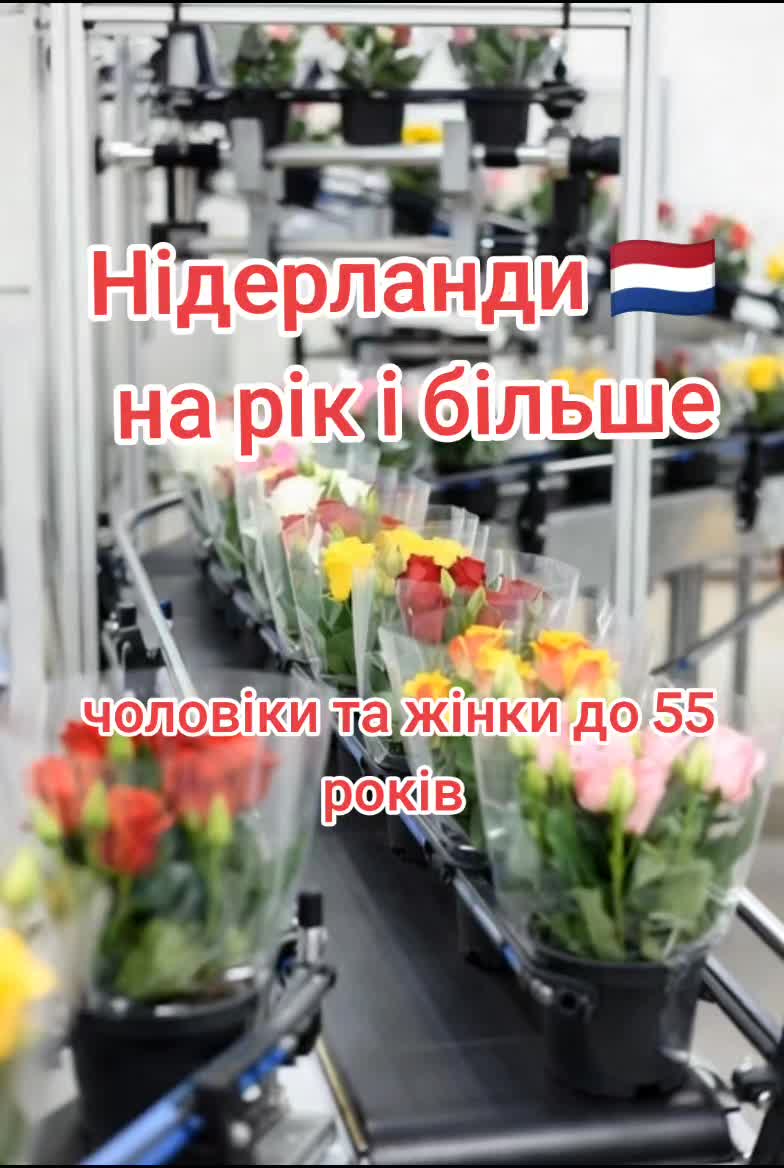 @Бельгія та Нідерланди