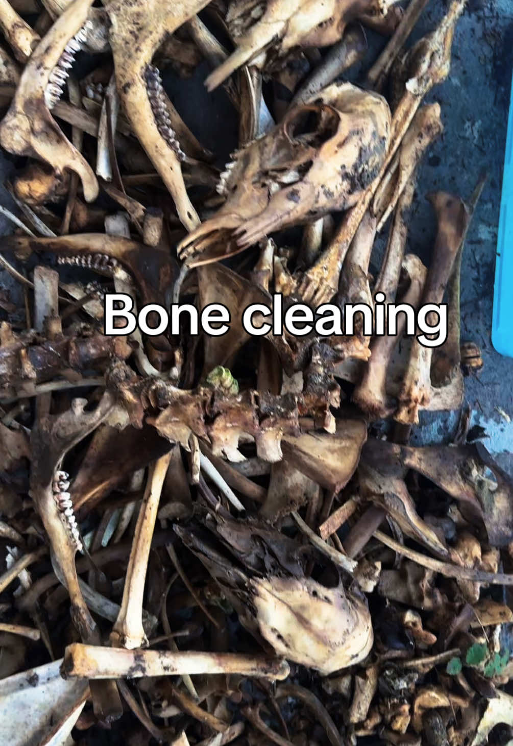 @Closet&ensp;Of&ensp;Skeletons