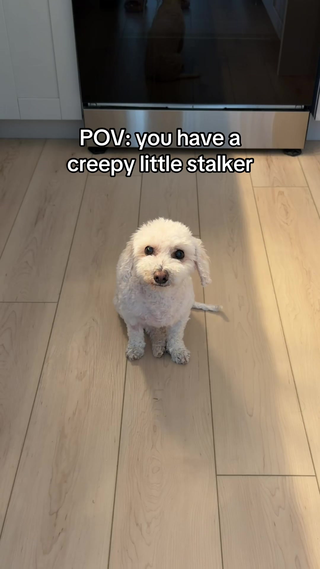 @Spicy The Dog
