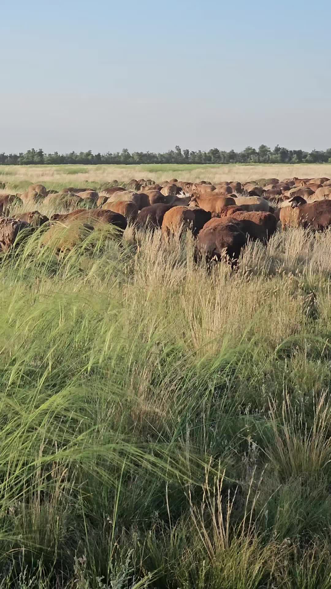 @Гани