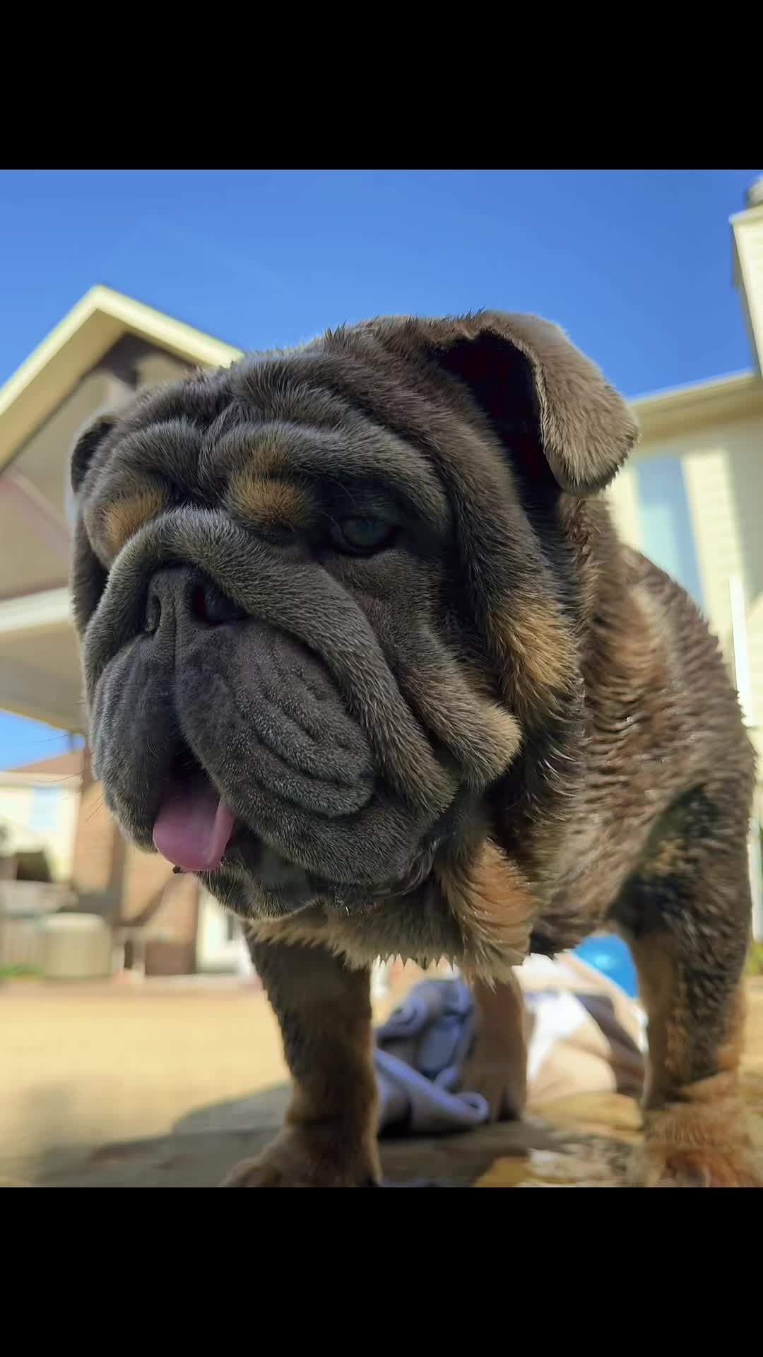 @RawlsTheBulldog