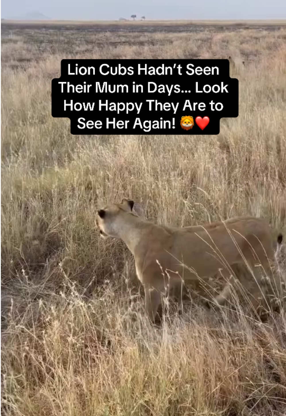 @KJ@LoveAnimalsEpicNature
