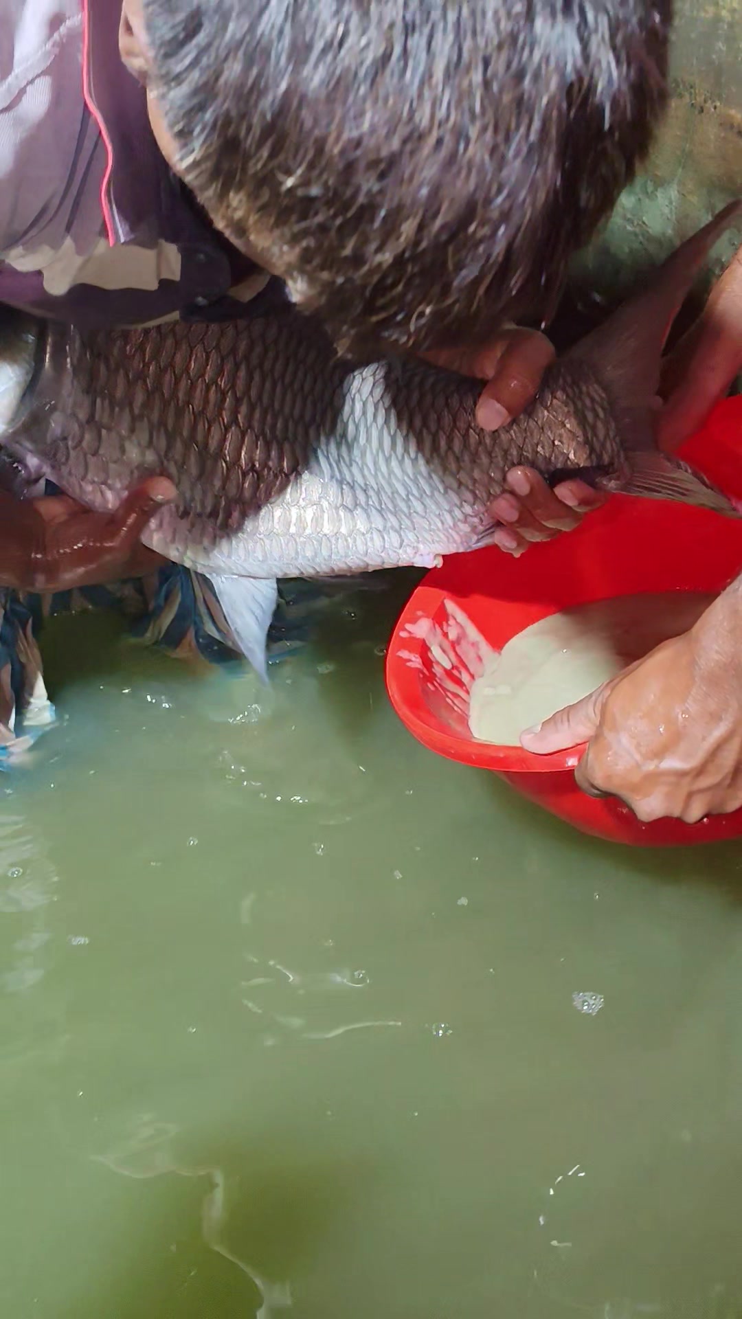 @Fish Lovers Bangladesh
