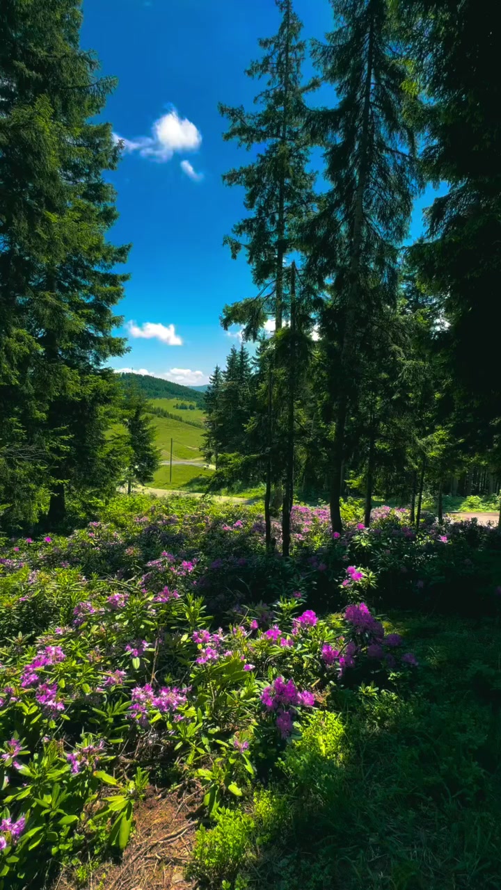 @_Hafizali61