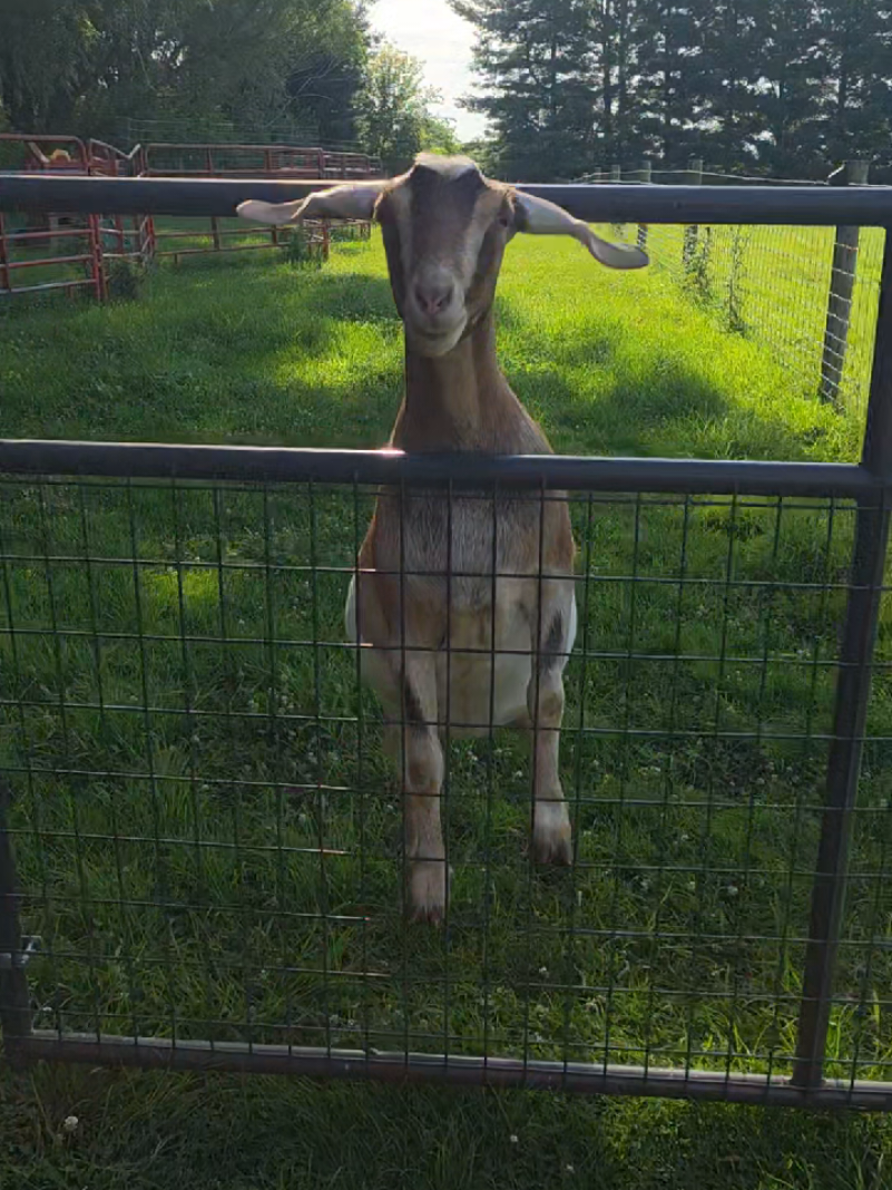 @HarmonyHillFarmSanct