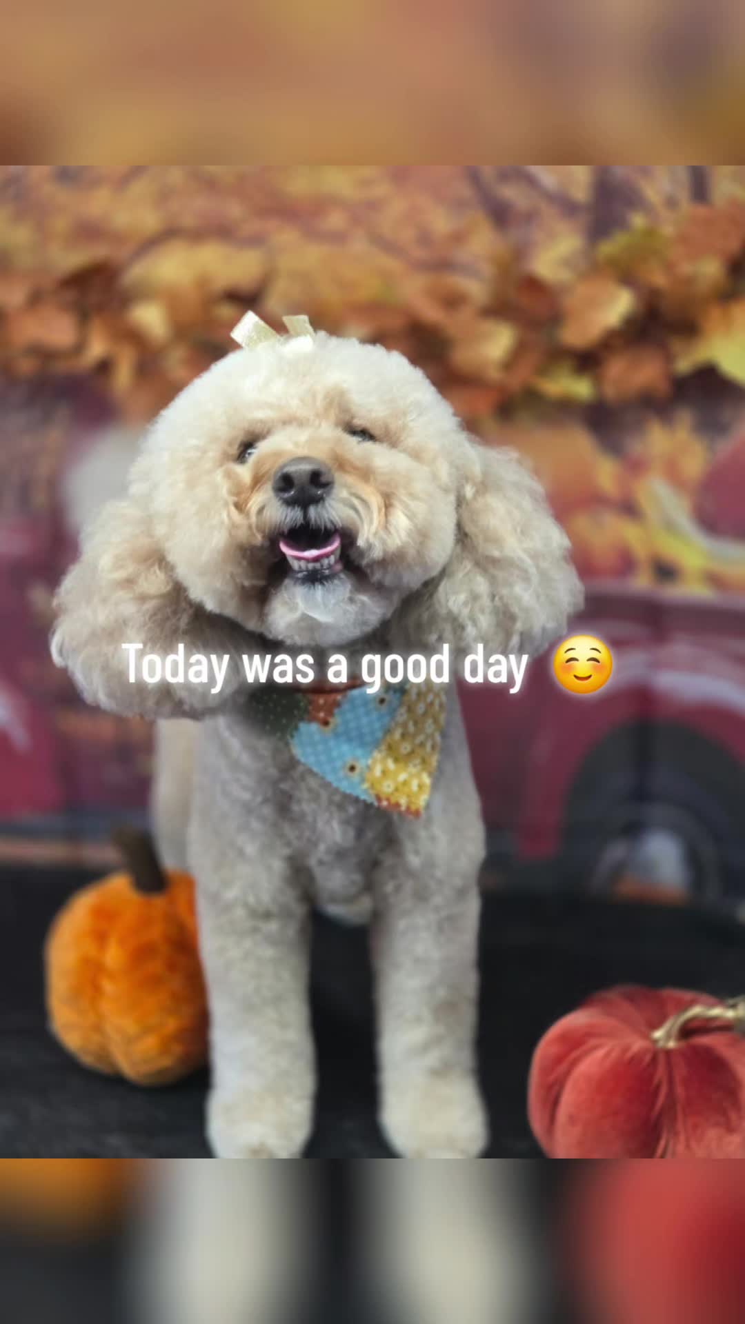 @Pet Stylist Christina