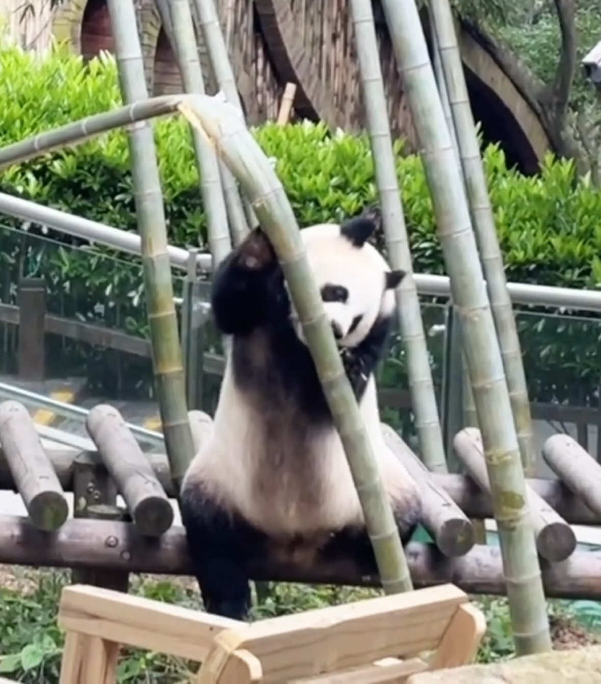 @Cute Animals 🐼
