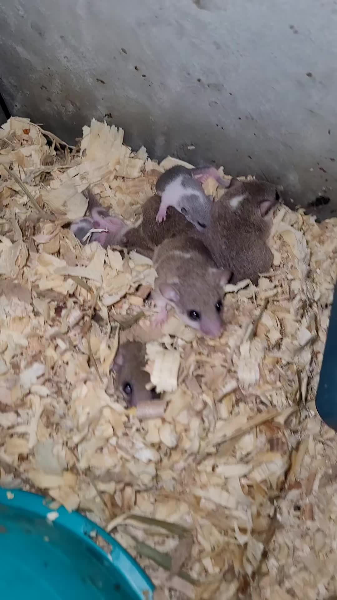 @My Little Exotic Zoo