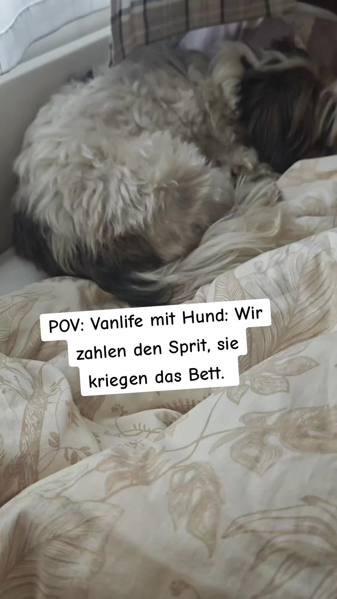 @12Pfoten&die Fellnasenmanager