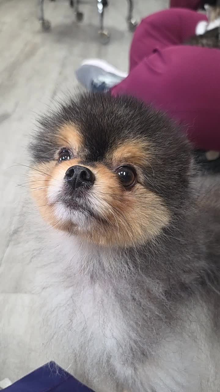 @Chateau Dog & Cat Hospital