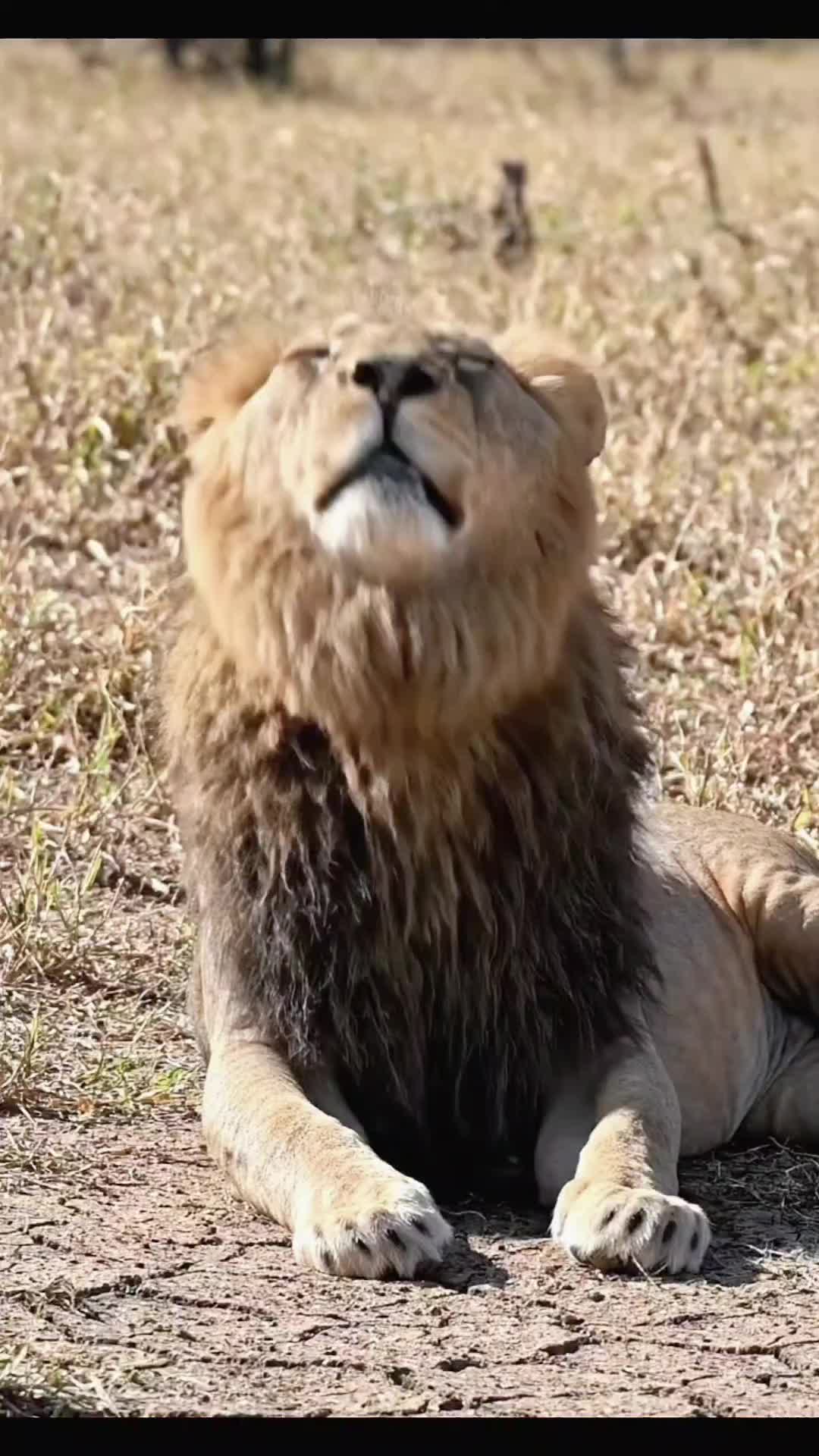 @SafariAnimalsHub