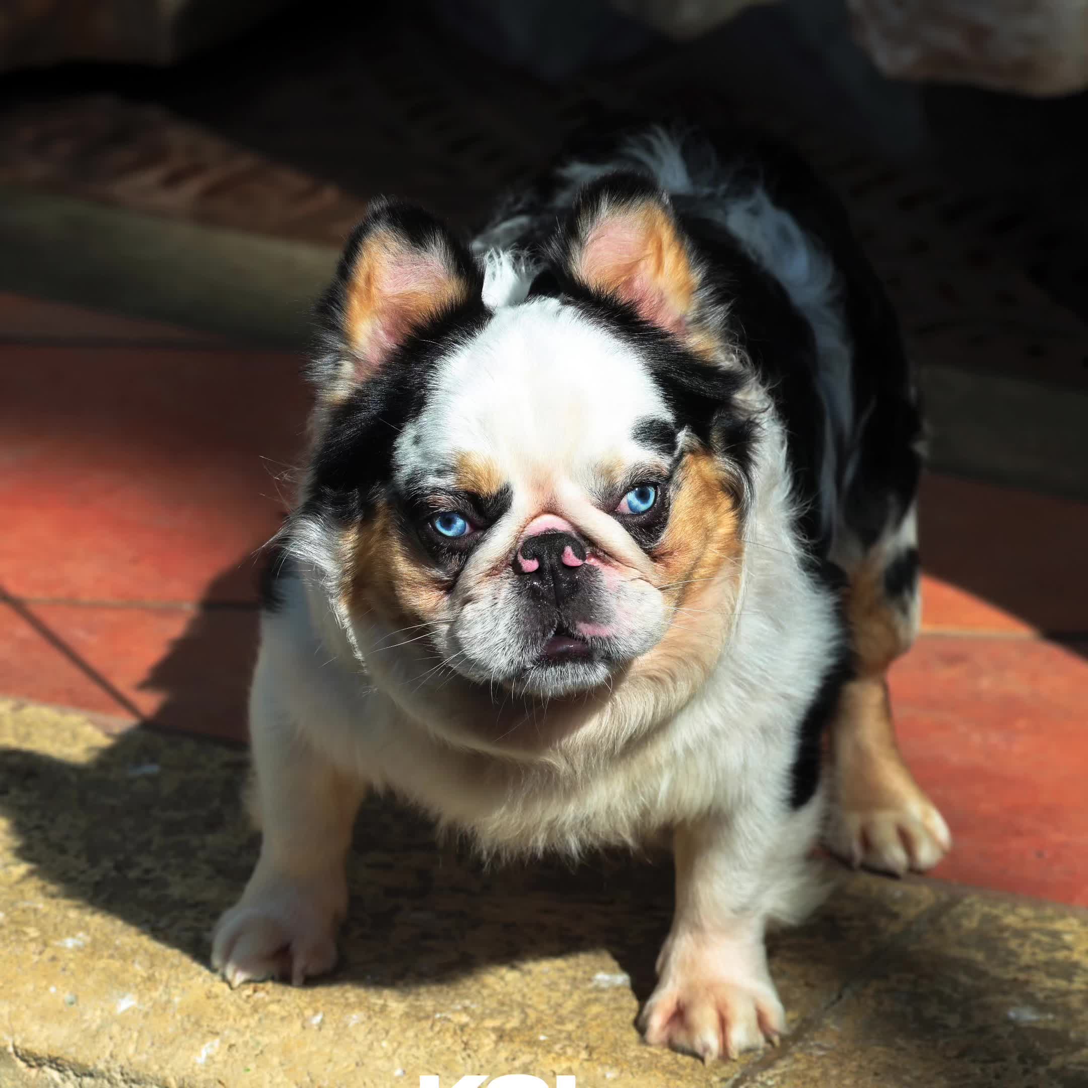 @Highfalutin Frenchies